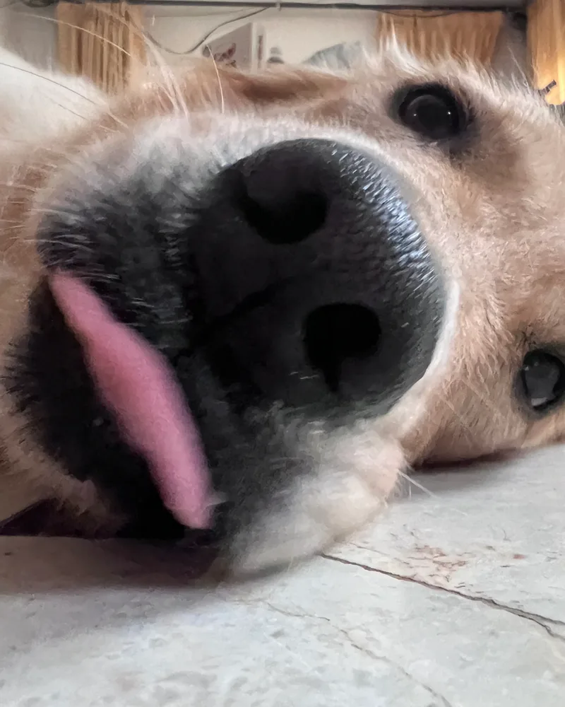 Mara the golden retriever